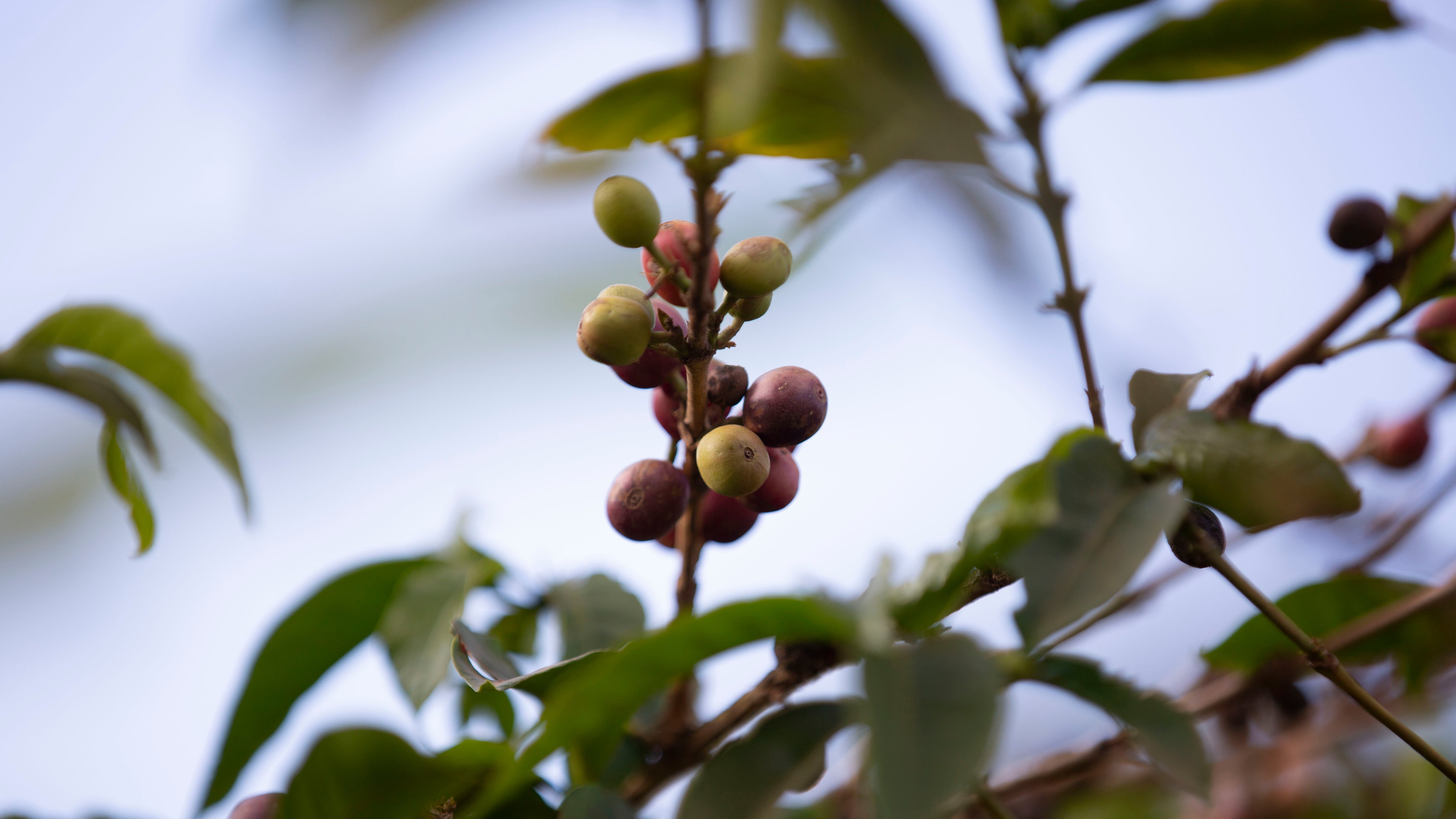 Tanzania coffee
